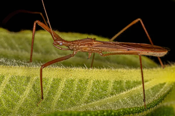 Dorosły Zabójca Bug Rodzaju Doldina — Zdjęcie stockowe