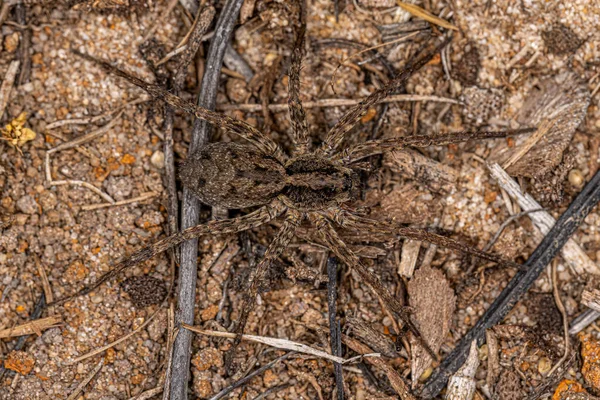 Μικρή Αράχνη Λύκος Της Οικογένειας Lycosidae — Φωτογραφία Αρχείου