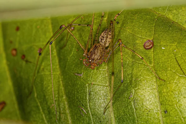 Adult Brown Spitting Spider Genus Scytodes — Fotografia de Stock