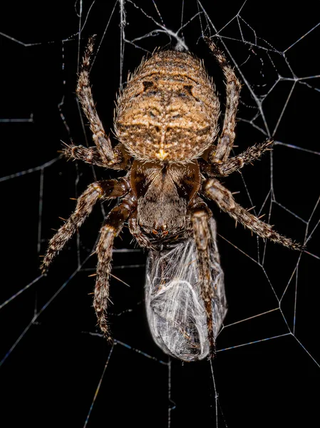 Family Araneidae アラネア科 の小さなOrbwear Spider — ストック写真