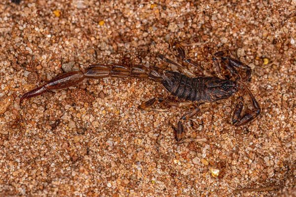 Dospělý Mrtvý Muž Šípy Škorpión Rodu Ananteris — Stock fotografie