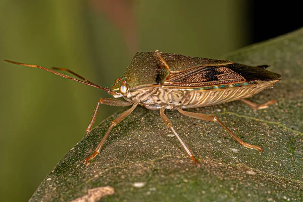 Ενηλίκων Stink Bug Της Υποοικογένειας Edessinae — Φωτογραφία Αρχείου