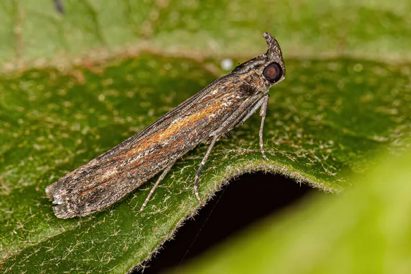 Ενηλίκων Pyralid Snout Moth Της Οικογένειας Pyralidae — Φωτογραφία Αρχείου