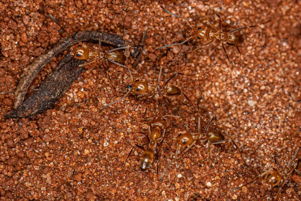 Formigas Pirâmide Adultas Gênero Dorymyrmex — Fotografia de Stock