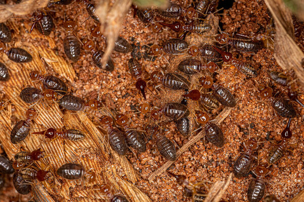 Small Higher Termites of the genus Rhynchotermes
