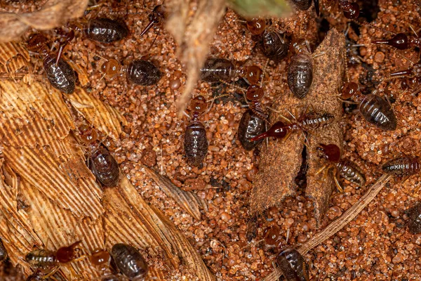Małe Termity Wyższe Rodzaju Rhynchotermes — Zdjęcie stockowe