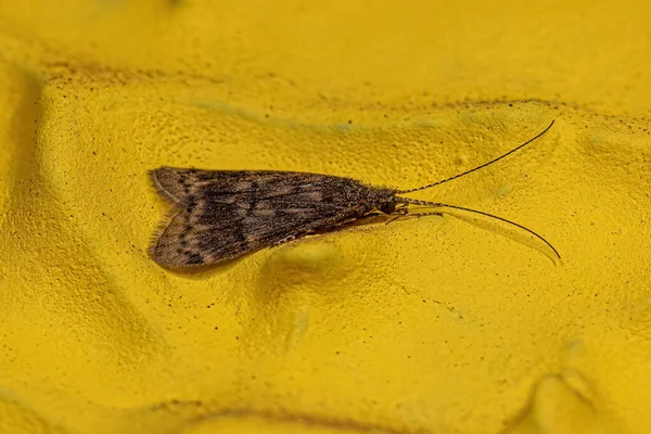 Caduta Adulta Insetto Dell Ordine Trichoptera — Foto Stock