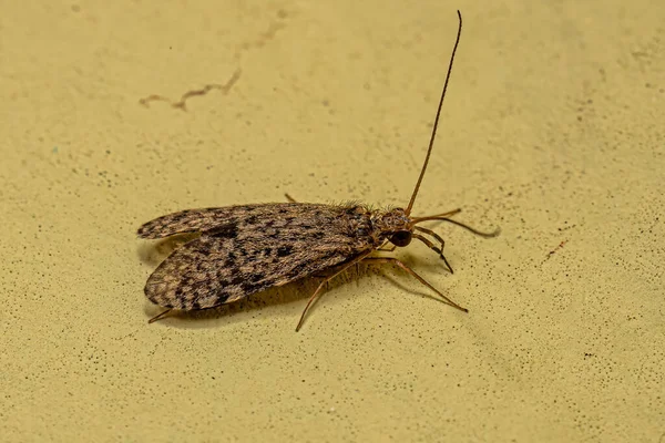 Adulte Caddisfly Insekt Der Ordnung Trichoptera — Stockfoto