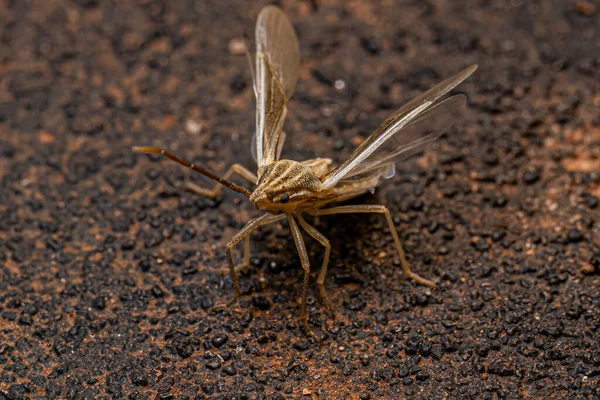 Pequeno Bug Fedorento Adulto Família Pentatomidae — Fotografia de Stock