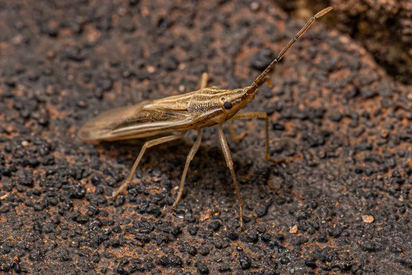 Pequeño Hedor Adulto Insecto Familia Pentatomidae — Foto de Stock