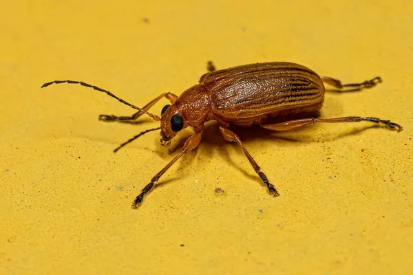 Escarabajo Hoja Adulto Subfamilia Eumolpinae — Foto de Stock