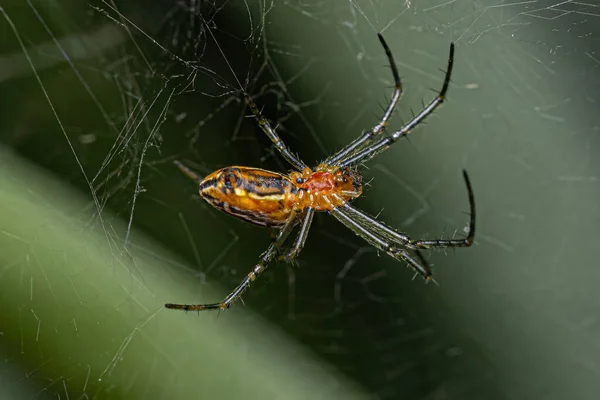 Αράχνη Του Είδους Mecynogea Lemniscata — Φωτογραφία Αρχείου