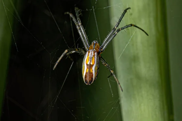 Αράχνη Του Είδους Mecynogea Lemniscata — Φωτογραφία Αρχείου