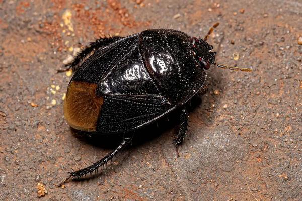 Ενηλίκων Burrowing Bug Της Οικογένειας Cydnidae — Φωτογραφία Αρχείου