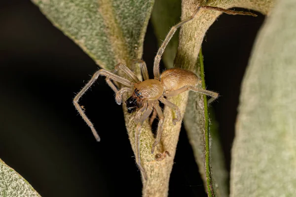 Μικρή Αράχνη Φάντασμα Της Οικογένειας Anyphaenidae — Φωτογραφία Αρχείου