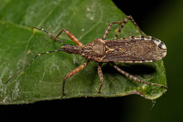 Ενηλίκων Assassin Bug Του Genus Cosmoclopius — Φωτογραφία Αρχείου