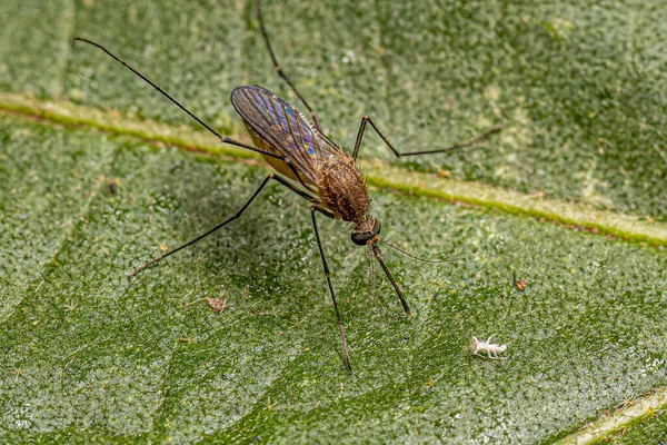Adult Female Southern House Mosquito Insect Species Culex Quinquefasciatus — Stock Photo, Image