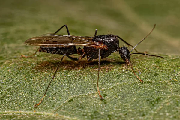 Ενηλίκων Male Winged Carpenter Ant Του Γένους Camponotus — Φωτογραφία Αρχείου