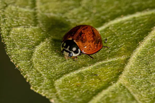 Cycloneda Sanguinea 딱정벌레 — 스톡 사진