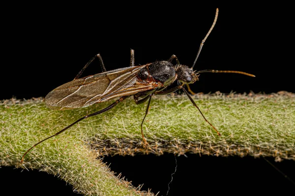 Adulto Masculino Alado Carpinteiro Formiga Gênero Camponotus — Fotografia de Stock