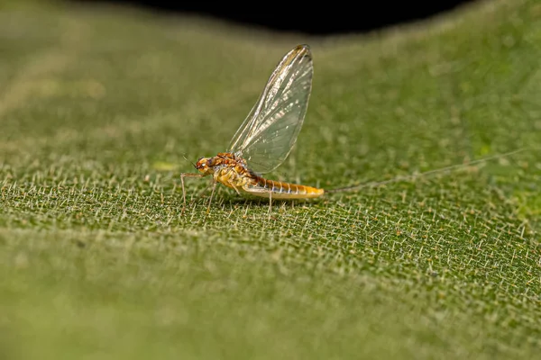 Adult Female Mayfly Insect Genus Camelobaetidius — стоковое фото