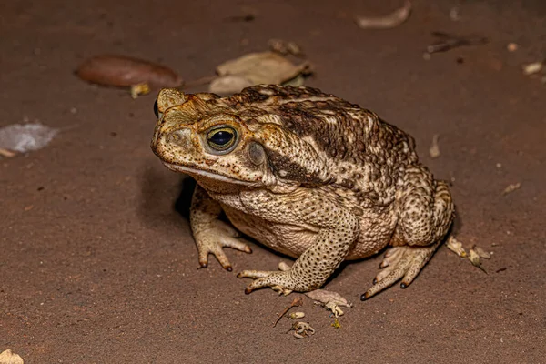 Adult Cururu Toad Species Rhinella Diptycha — Stock Photo, Image