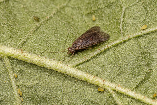 Dorosły Caddisfly Owad Zakonu Trichoptera — Zdjęcie stockowe