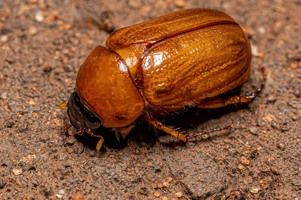 Vuxenbrun Scarab Från Familjen Scarabaeidae — Stockfoto