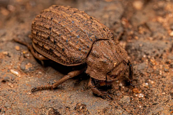 Gömmer Skalbaggar Arten Omorgus Suberosus — Stockfoto