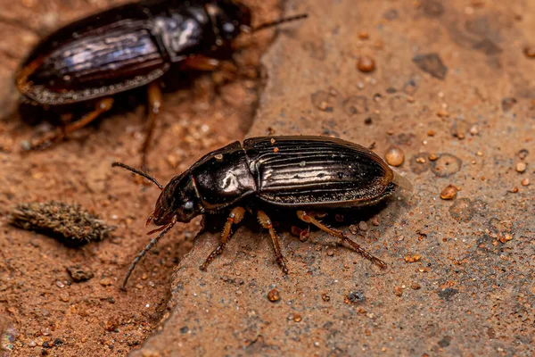 Besouro Terrestre Adulto Família Carabidae — Fotografia de Stock
