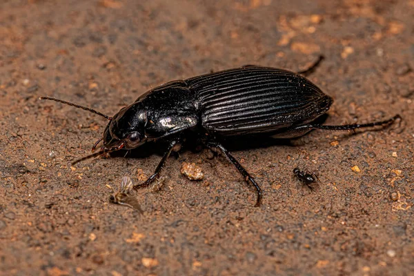 Carabidae Ailesinin Yetişkin Yer Böceği — Stok fotoğraf