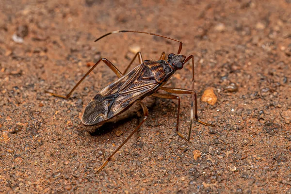 Ausgewachsene Schmutzfarbene Samenkäfer Der Unterfamilie Rhyparochrominae — Stockfoto