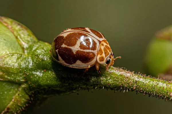 Ausgewachsene Marienkäfer Der Art Cycloneda Conjugata — Stockfoto