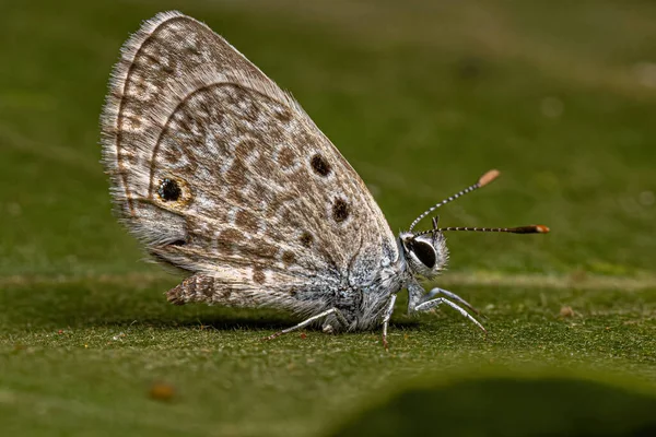 Dospělý Hanno Modrý Motýl Druhu Hemiargus Hanno — Stock fotografie