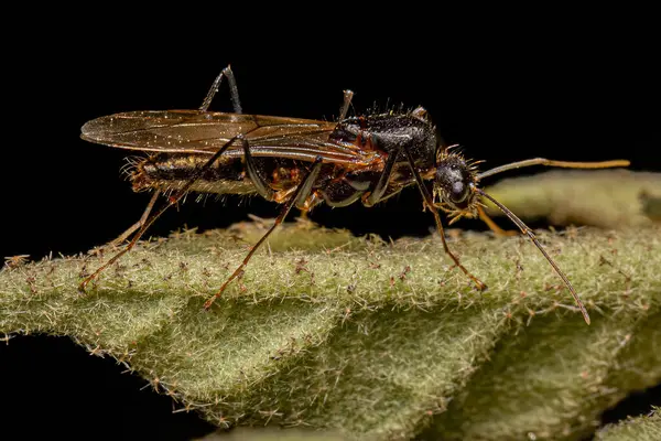 Adulto Masculino Alado Carpinteiro Formiga Gênero Camponotus — Fotografia de Stock