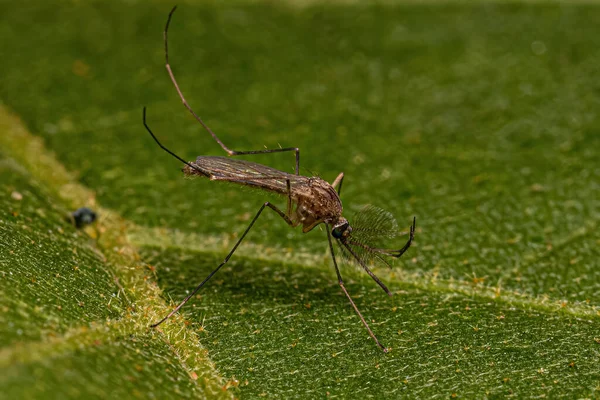 Adulto Culicine Mosquito Insecto Subfamilia Culicinae — Foto de Stock