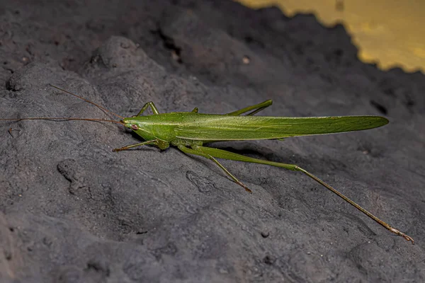 Дорослий Поширений Конус Роду Neoconocephalus — стокове фото