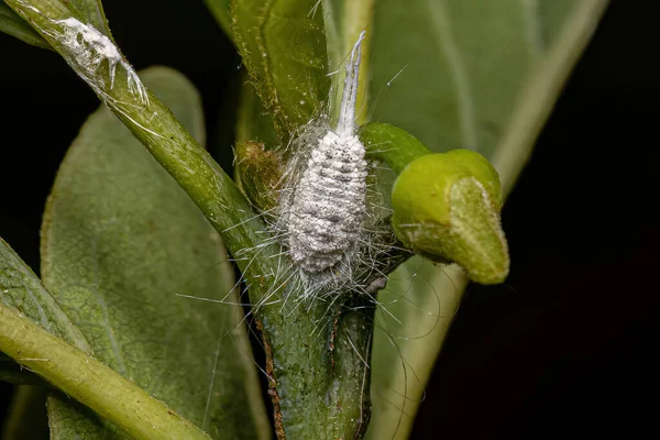 Insetos Escala Branca Superfamília Coccoidea — Fotografia de Stock