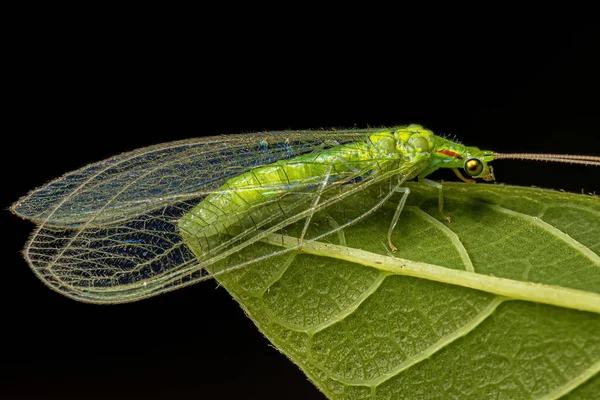 Genus Ceraeochrisaの成虫典型的な緑色の漆塗り — ストック写真