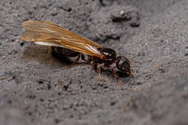 Yetişkin Kadın Koca Kafalı Pheidole cinsinin Karınca Kraliçesi