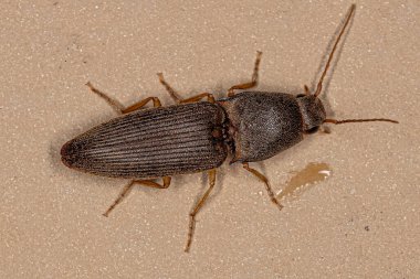 Adult Click Beetle of the Family Elateridae clipart