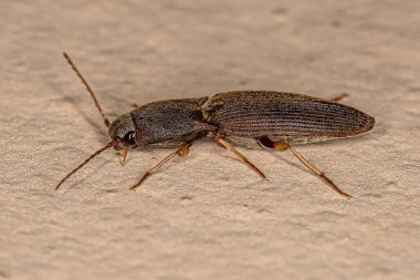 Adult Click Beetle of the Family Elateridae clipart