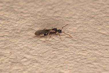 Cyphomyrmex cinsinin küçük Yetişkin Erkek Mantar Büyüyen Karıncası