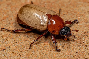Tür Cyclocephala melanocephala 'dan Yetişkin Kahverengi Scarab