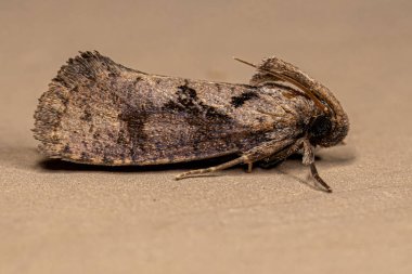 Adult Grass Tubeworm Moth of the Genus Acrolophus
