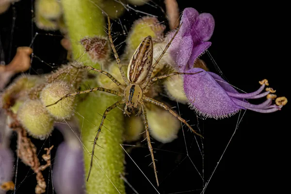 Dospělý Lynx Spider Species Peucetia Rubrolineata — Stock fotografie