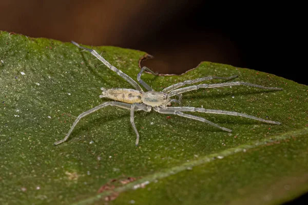 Павук Родини Anyphaenidae — стокове фото