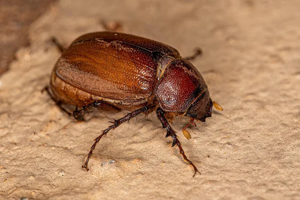 Adult June Beetle Subfamily Melolonthinae — Stock Photo, Image