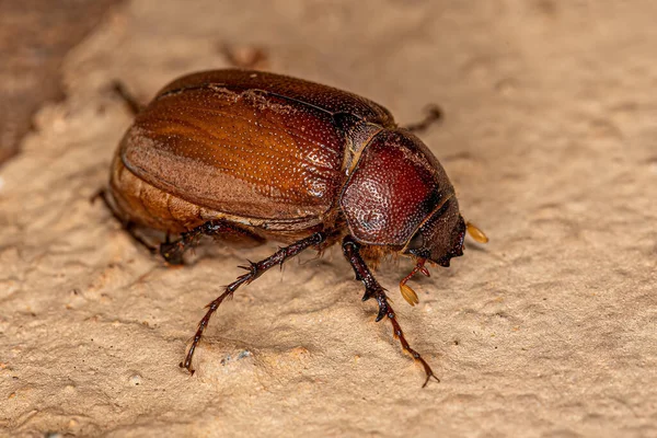 金银花亚科成虫 June Beetle — 图库照片