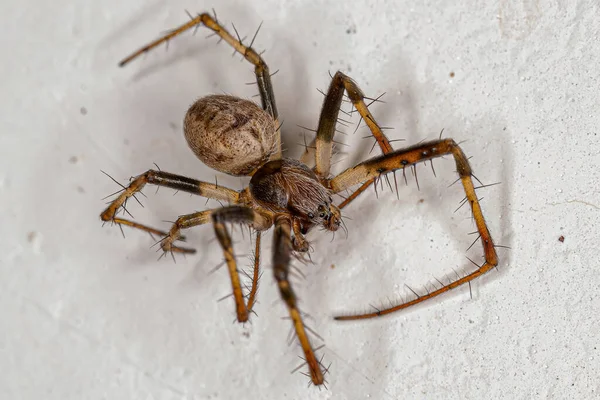 Male Adult Typical Orbweaver Spider Genus Metepeira — Stock Photo, Image